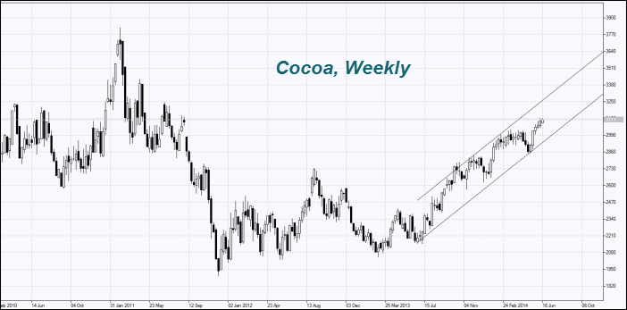 какао бобы - Cocoa